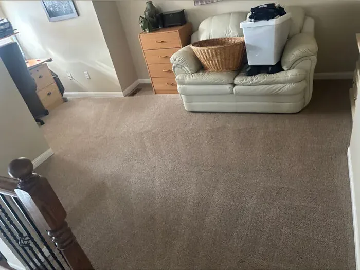 Living room carpet after hot water extraction cleaning, restored to a uniform light colour